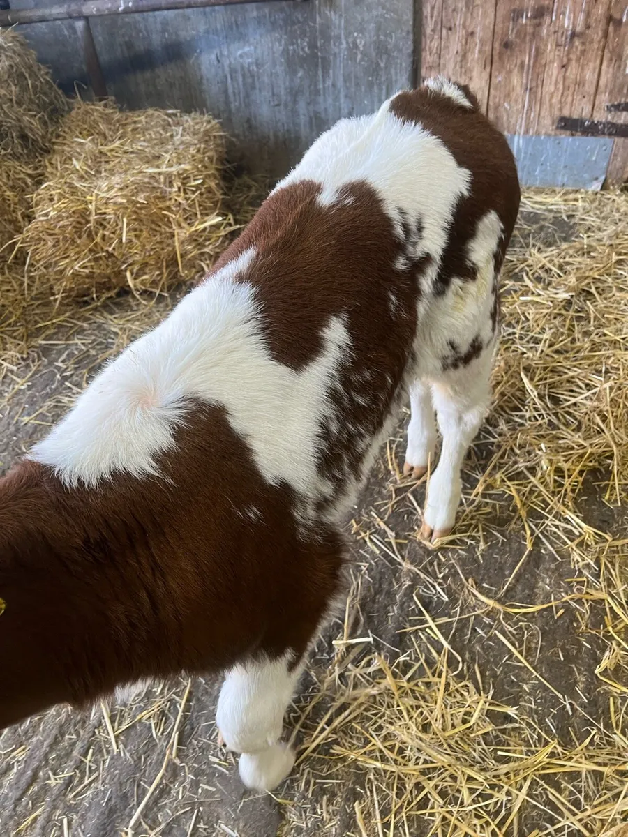 Red roan BB heifer calf for sale - Image 4