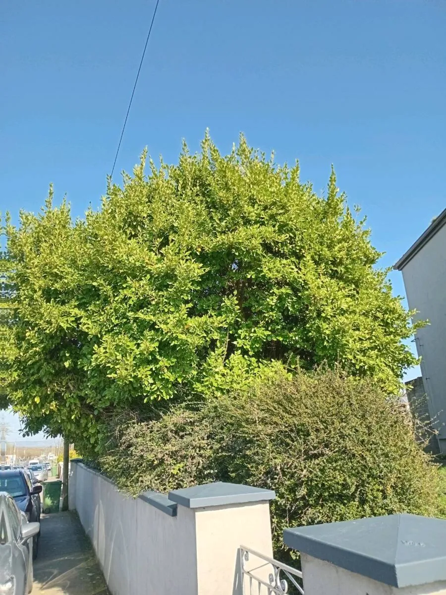 Garden clearance tree cutting - Image 1