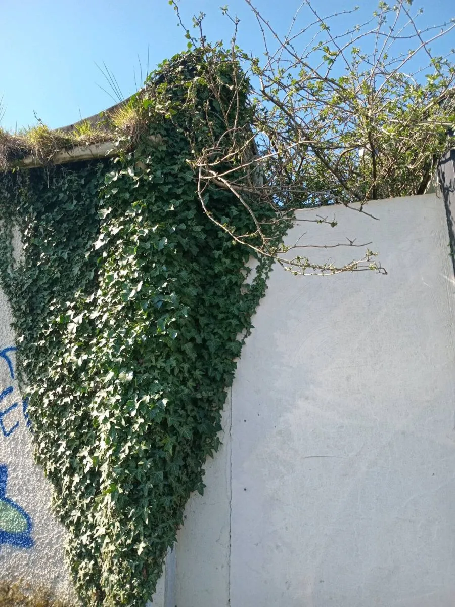 Garden clearance tree cutting - Image 2