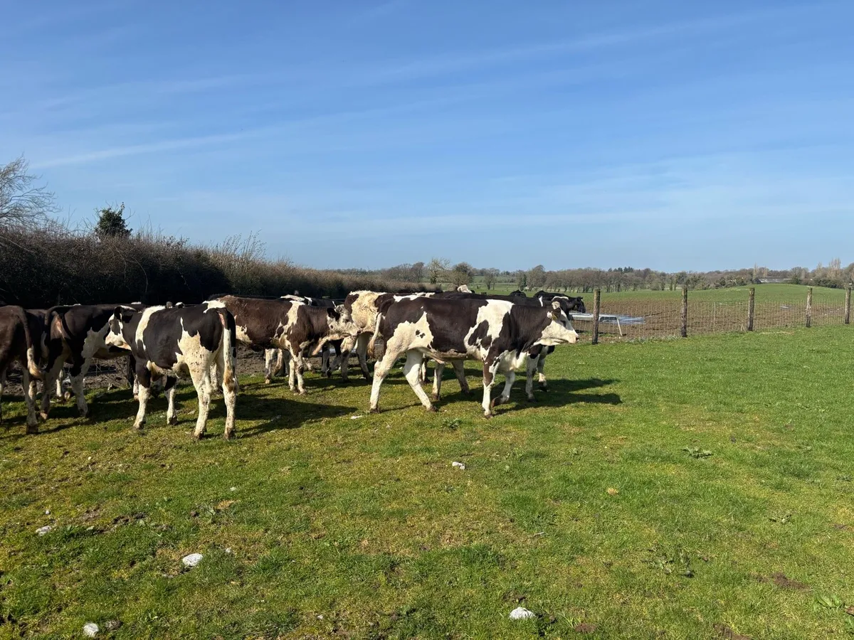 10 super Simmental yearling heifers - Image 2