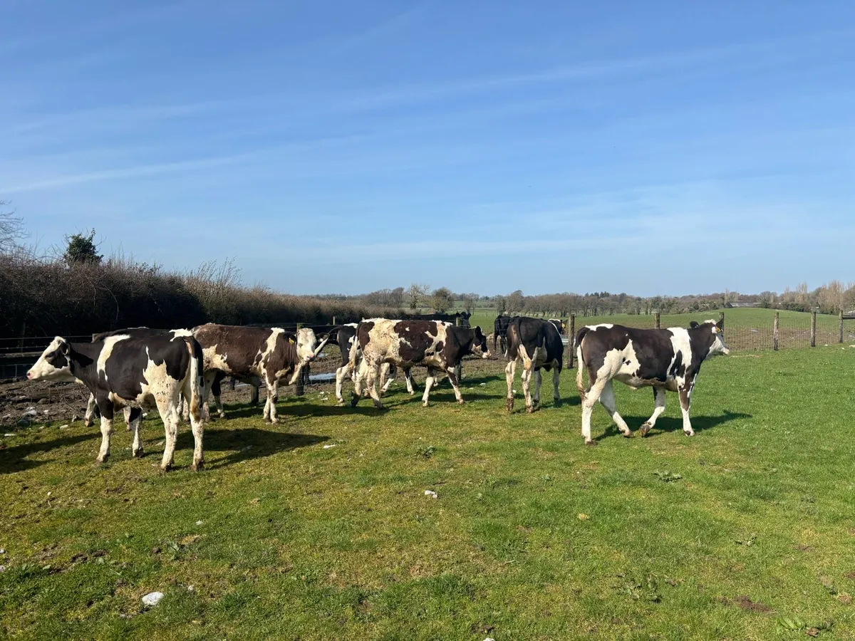10 super Simmental yearling heifers - Image 3
