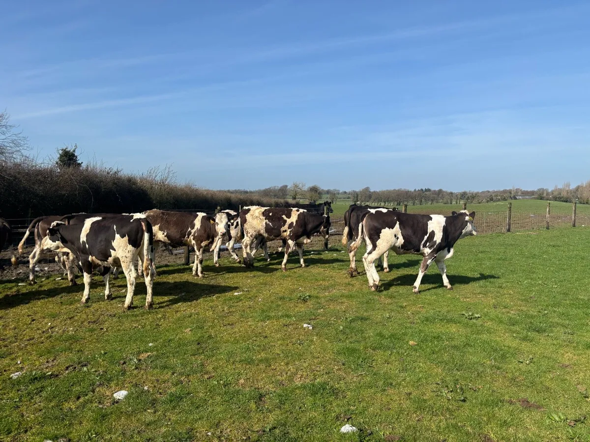 10 super Simmental yearling heifers - Image 1
