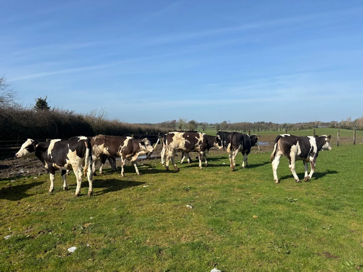 10 super Simmental yearling heifers - Image 4