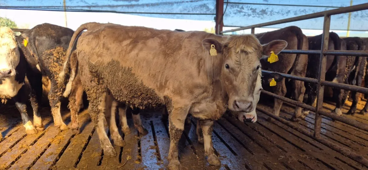 Suckler  heifers incalf to AI Angus & LM - Image 1