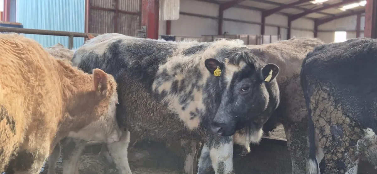 Suckler  heifers incalf to AI Angus & LM - Image 2