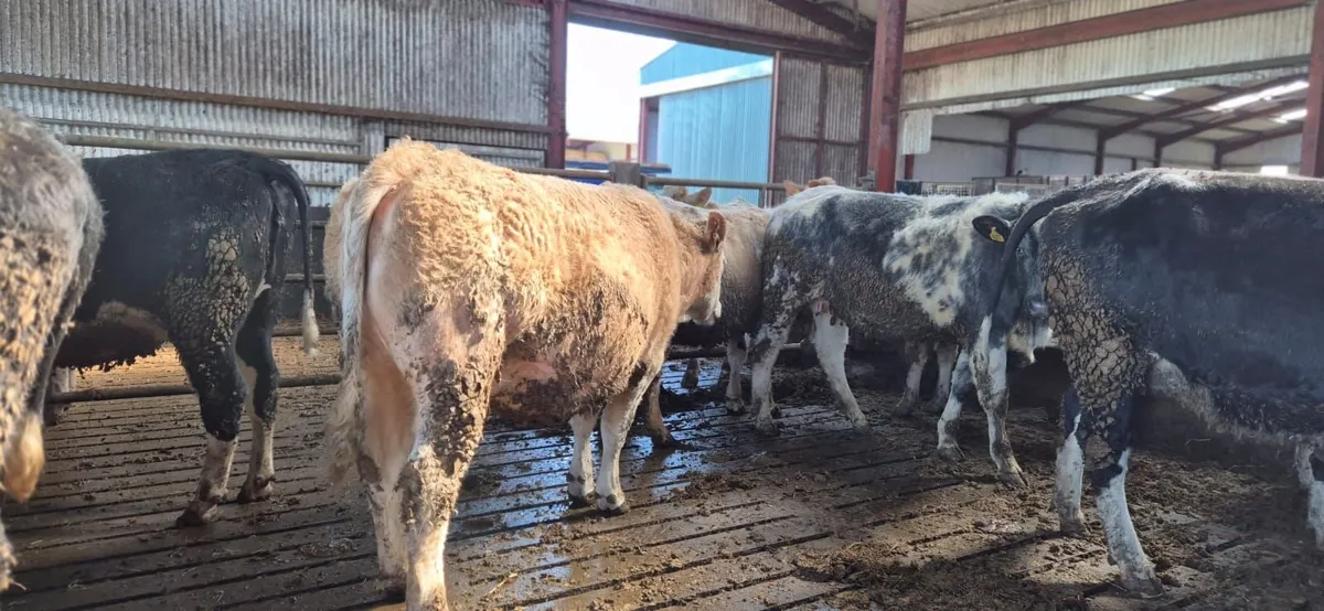 Suckler  heifers incalf to AI Angus & LM - Image 3