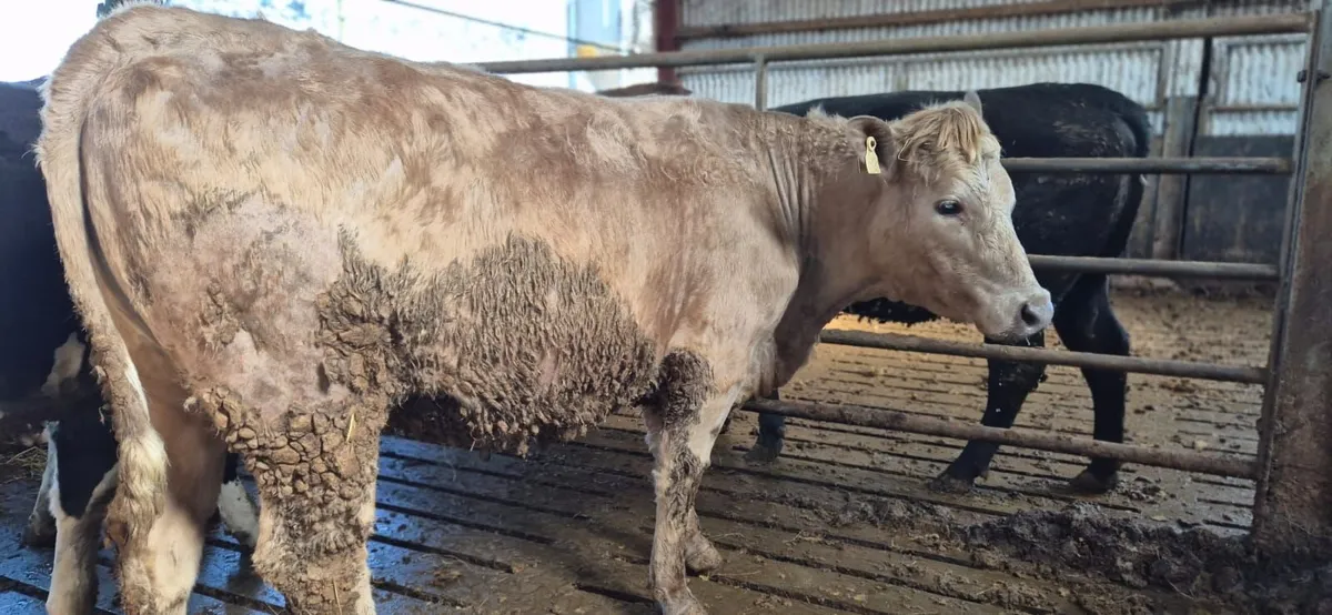 Suckler  heifers incalf to AI Angus & LM - Image 4