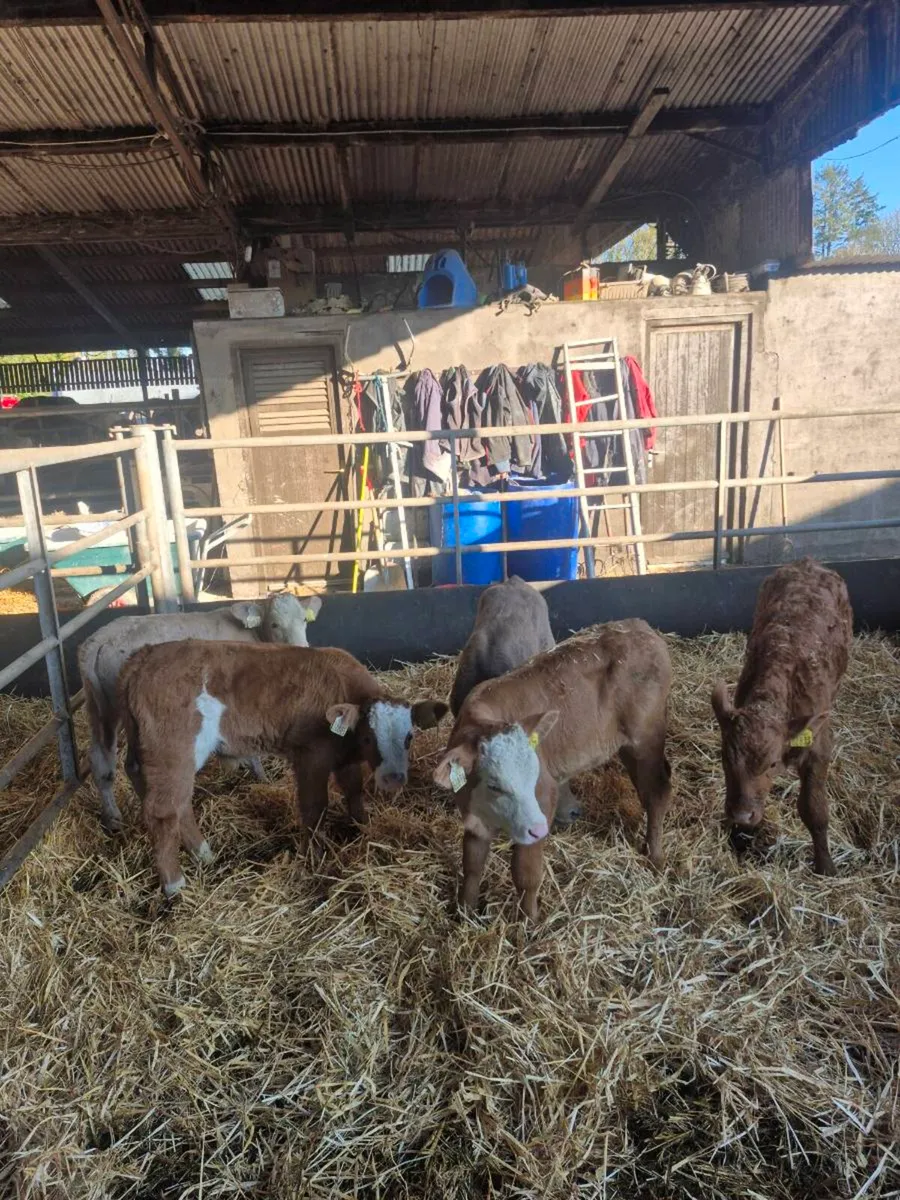Calves - Image 1