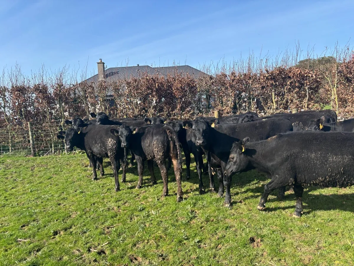 18 super Angus yearling heifers - Image 1