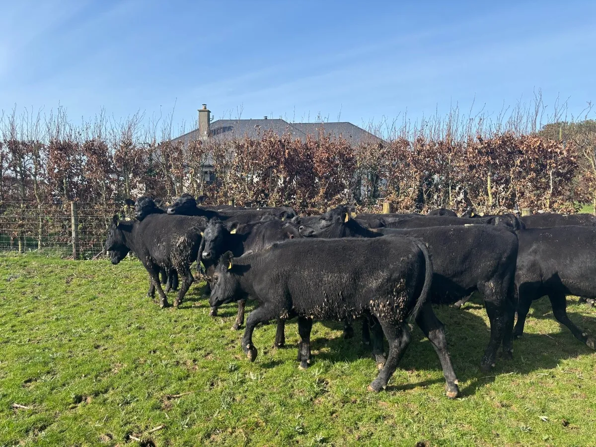 18 super Angus yearling heifers - Image 2