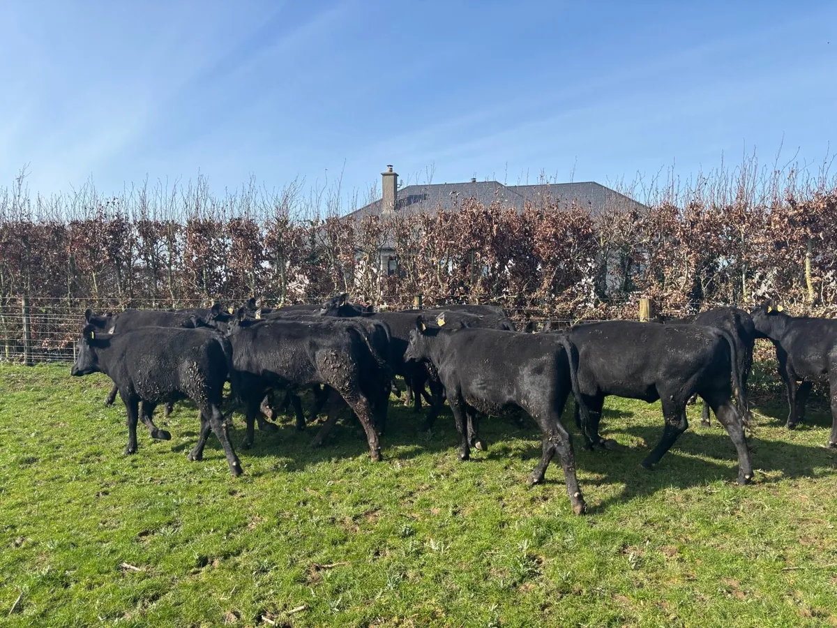 18 super Angus yearling heifers - Image 3