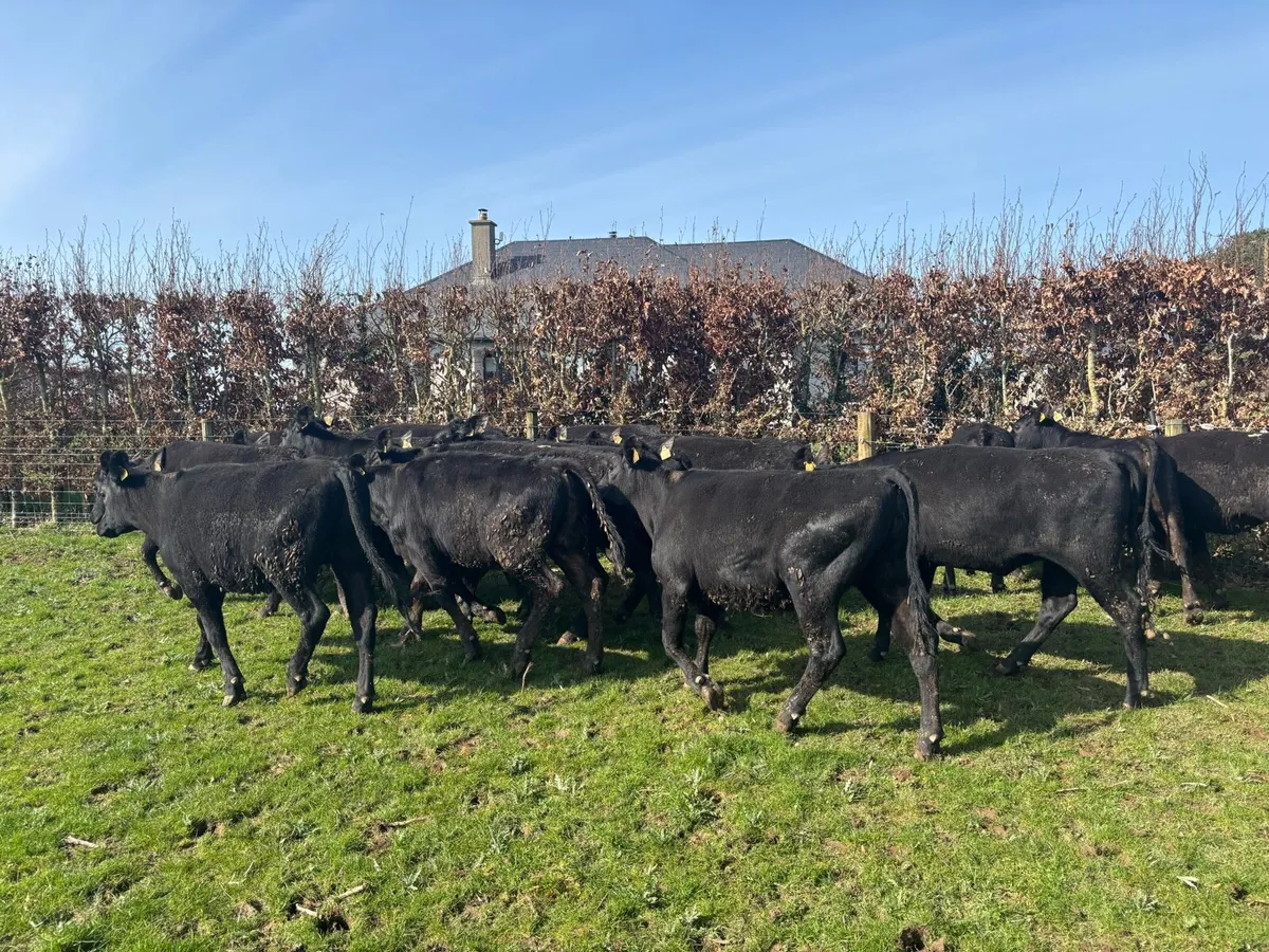 18 super Angus yearling heifers - Image 4