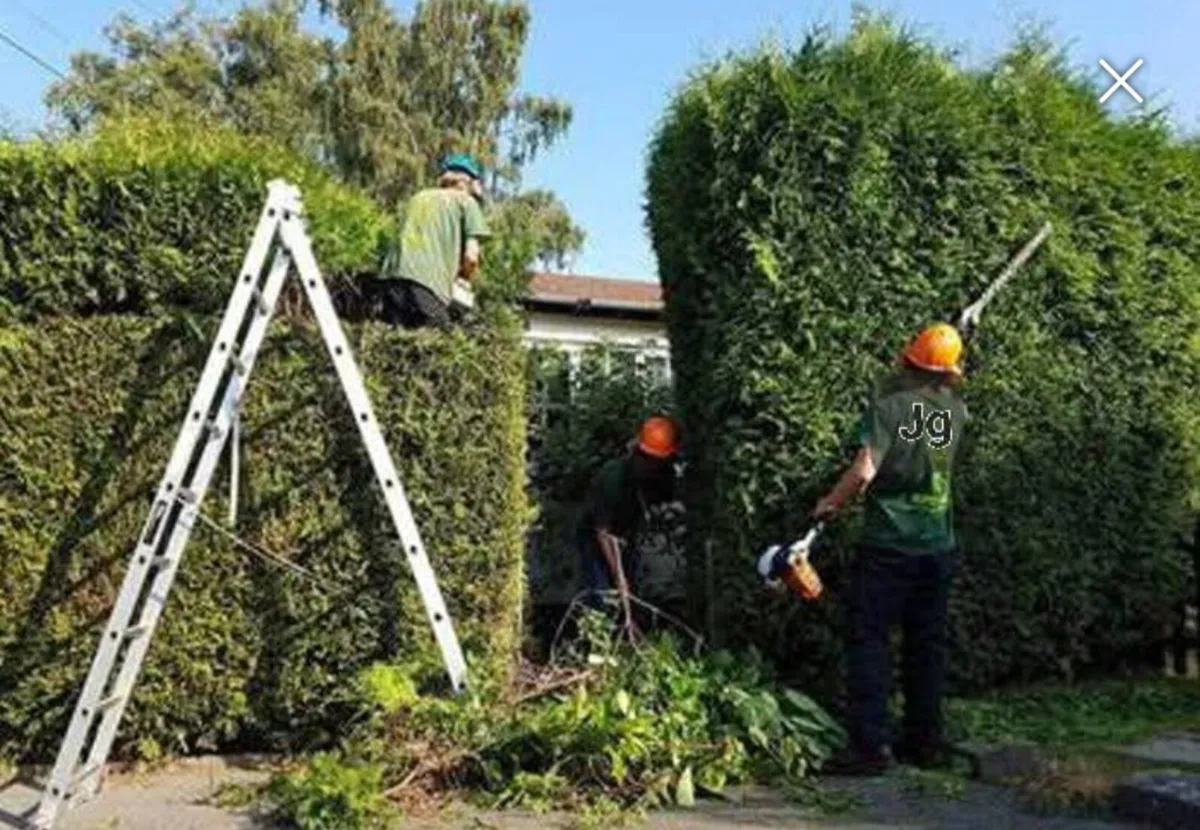 Hedge trimming - Image 2