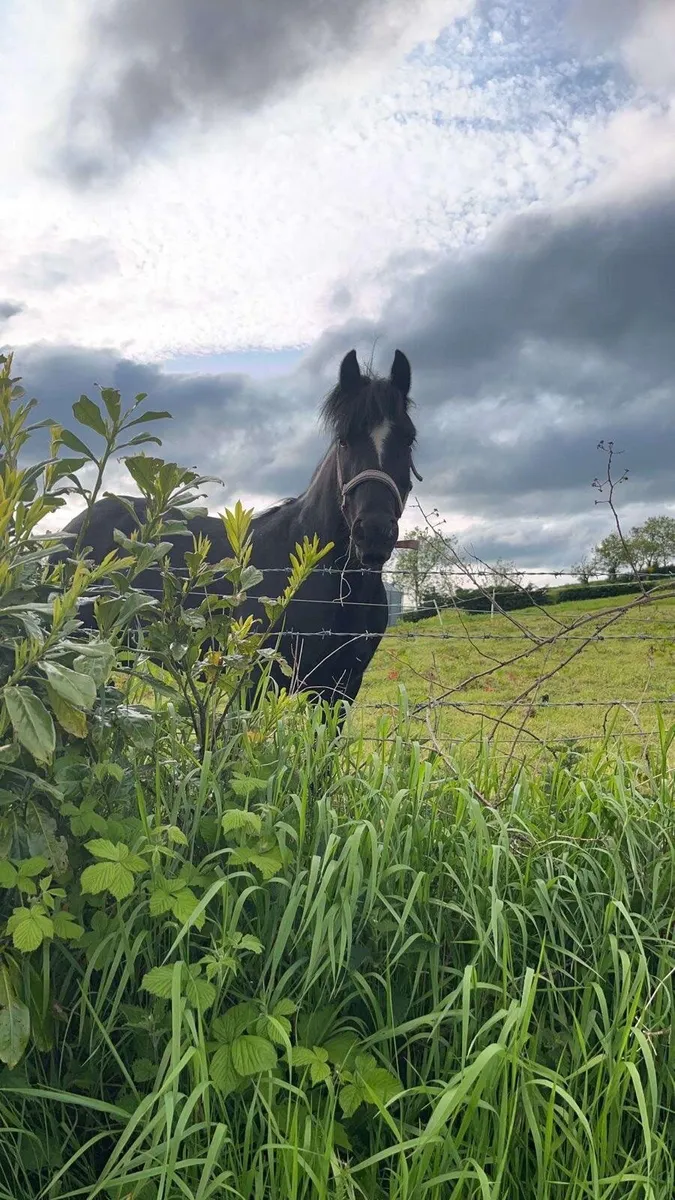 ⭐️Every parents dream beginner pony ⭐️ - Image 3