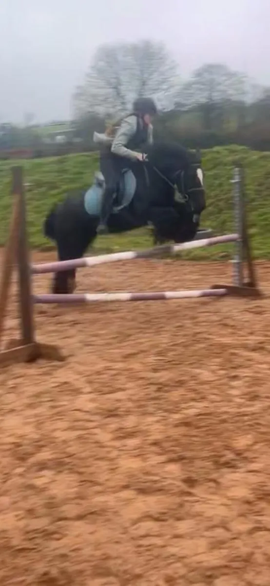 ⭐️Every parents dream beginner pony ⭐️ - Image 4