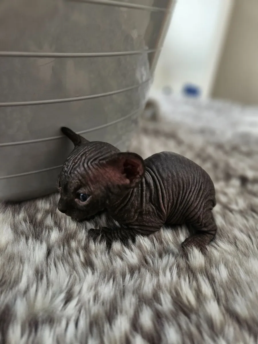 Sphynx kittens - Image 1