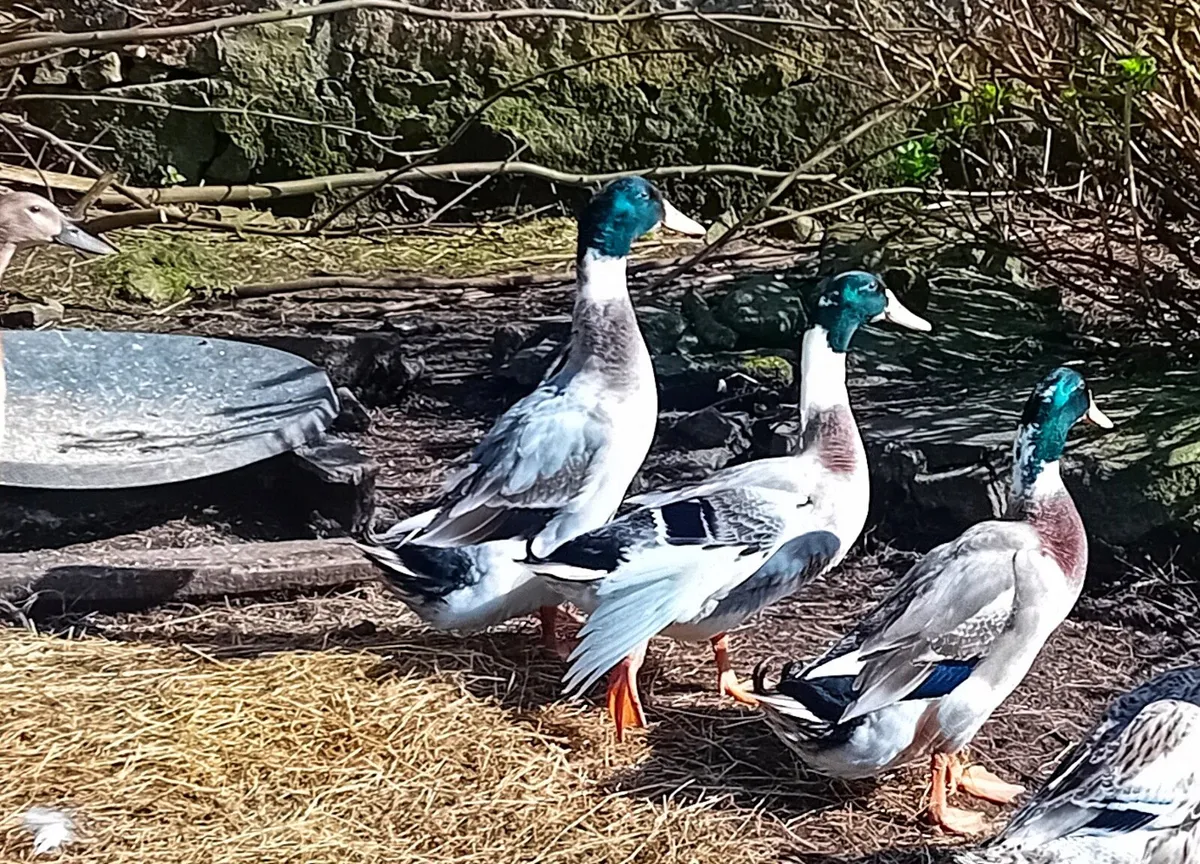 Roosters and drakes - Image 1