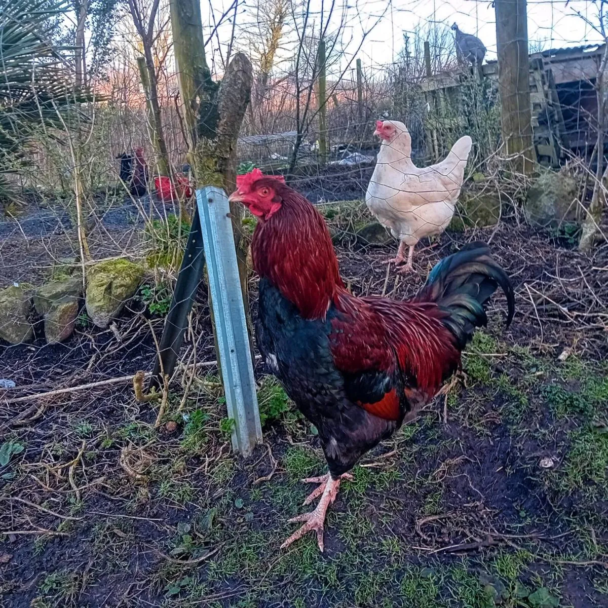 Roosters and drakes - Image 2