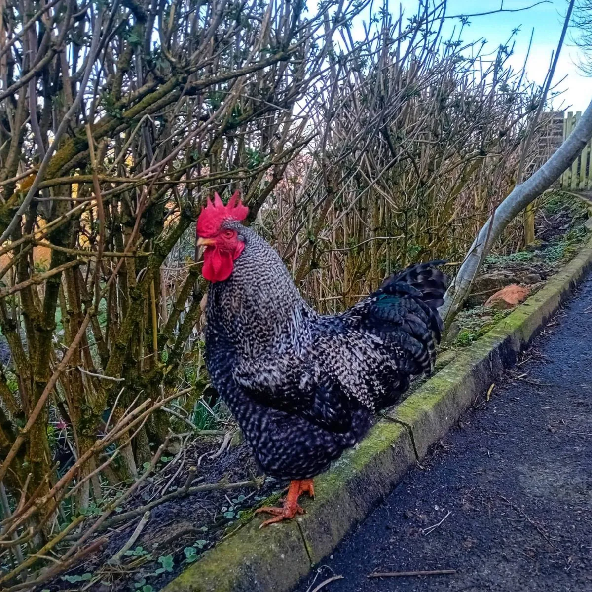 Roosters and drakes - Image 3