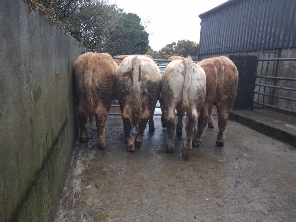 Skibbereen Mart Fri 20th of March Calves & Cattle - Image 1
