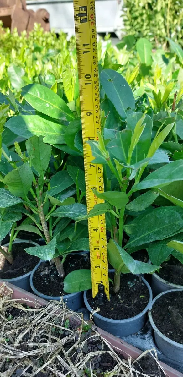 Laurel Hedging - Image 2