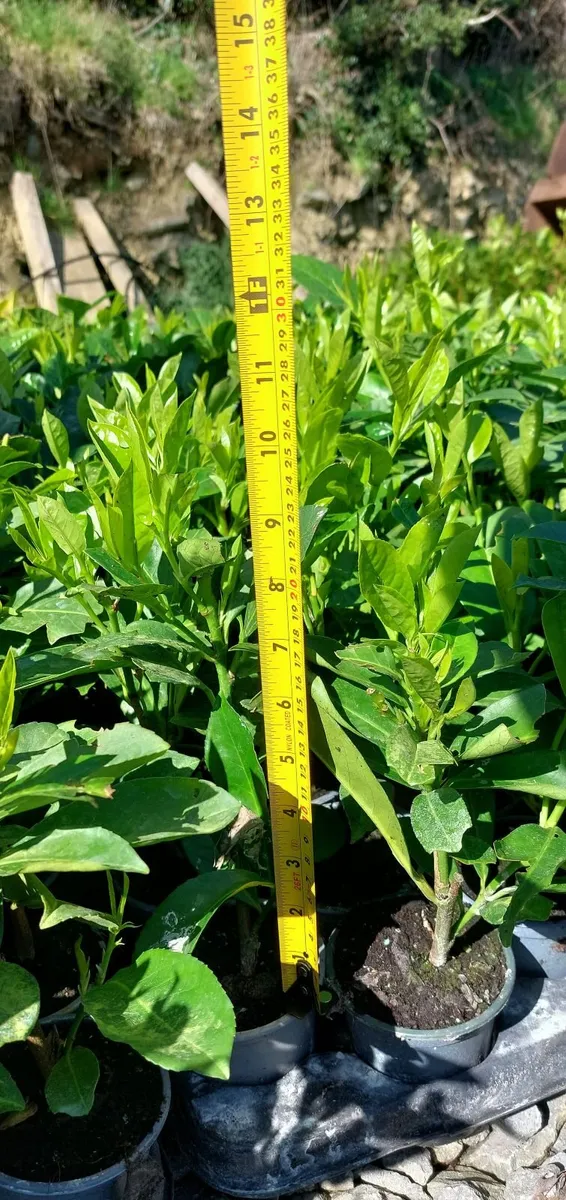 Laurel Hedging - Image 4