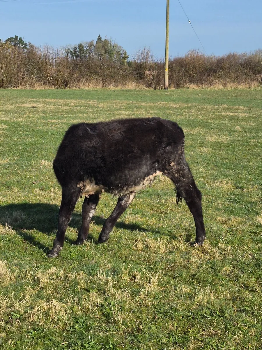 Heifers - Image 3