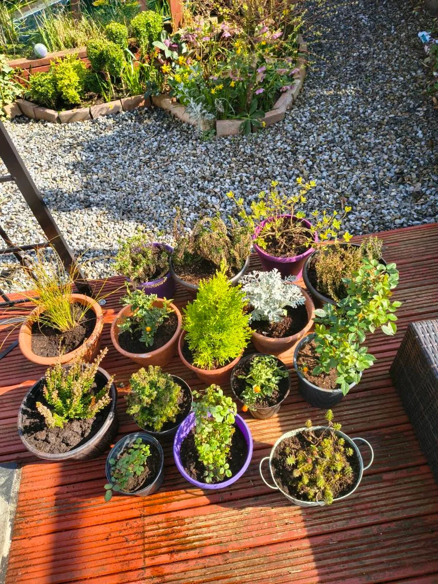 Perrinal Plants - Image 1