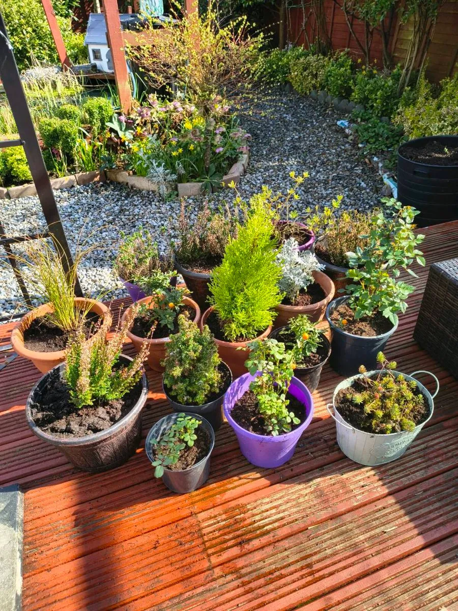 Perrinal Plants - Image 2