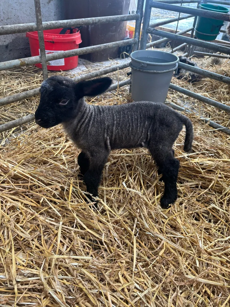 Foster / Pet Lambs - Image 1