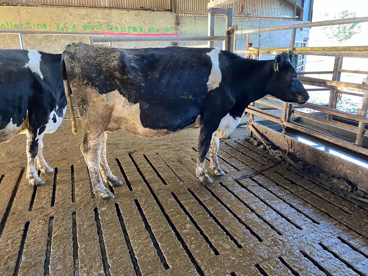 Hol/Fr  May/June Calvers - Image 1