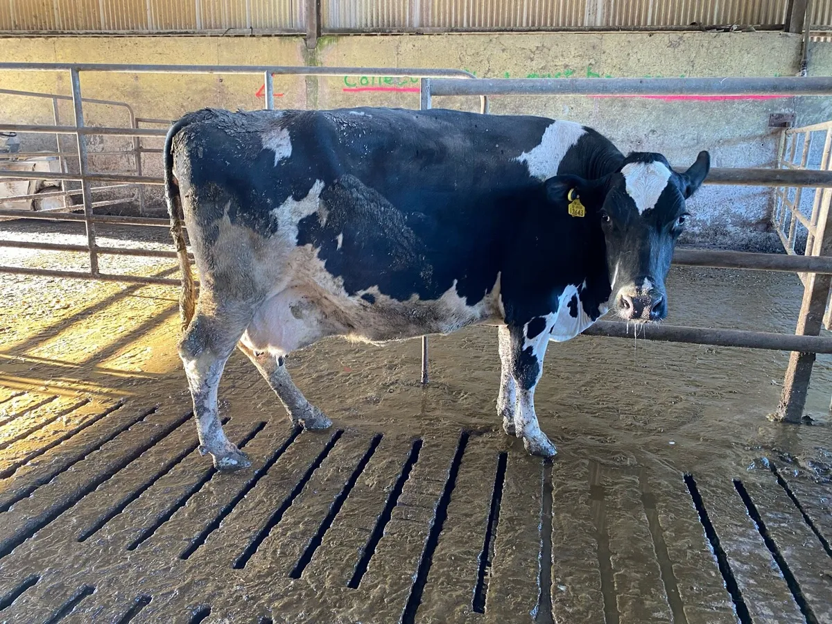 Hol/Fr  May/June Calvers - Image 2