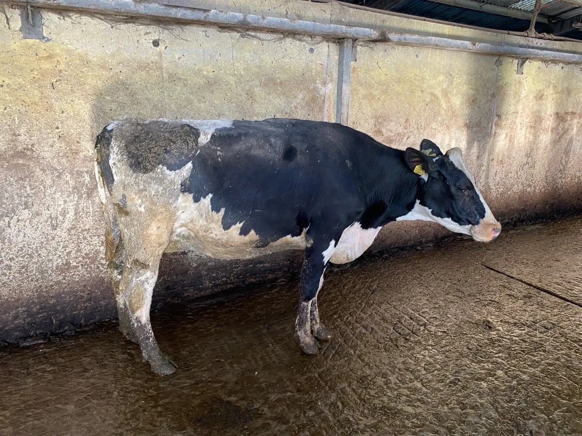 Hol/Fr  May/June Calvers - Image 3