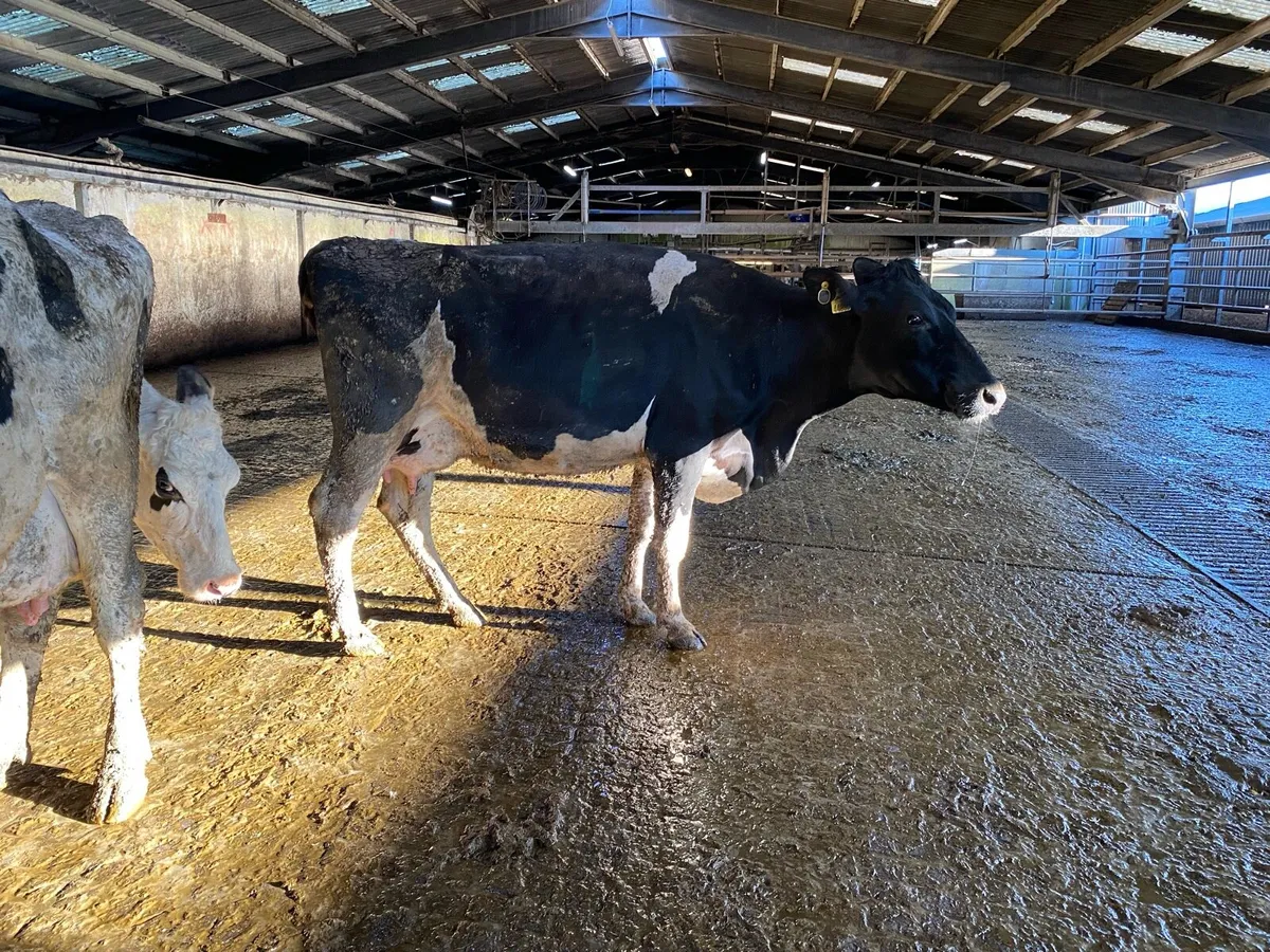 Hol/Fr  May/June Calvers - Image 4