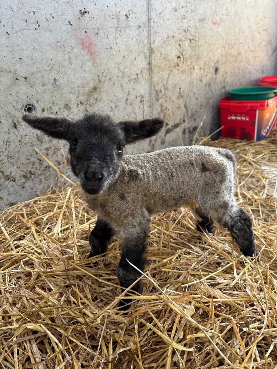 Foster / Pet Lambs - Image 3