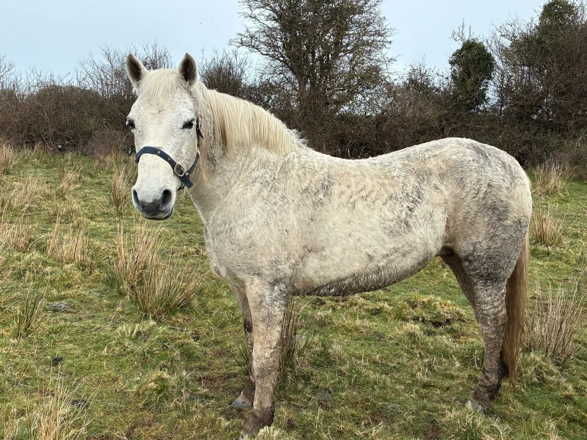 Connemara mare