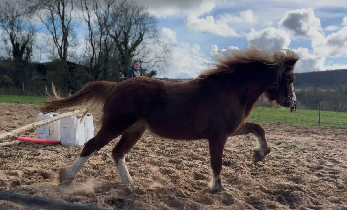Louie 2 year old Welsh-type pony - Image 1