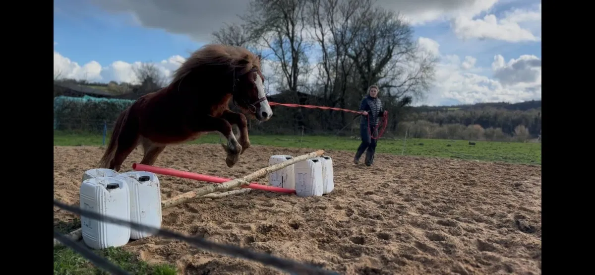 Louie 2 year old Welsh-type pony - Image 2