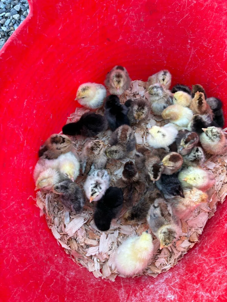 Day old Chicks - Image 1