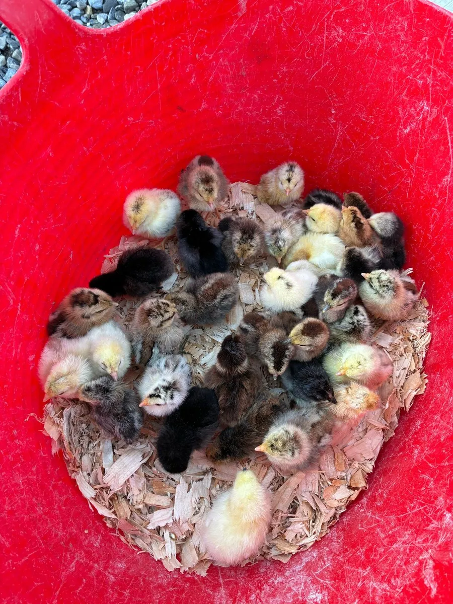 Day old Chicks - Image 2