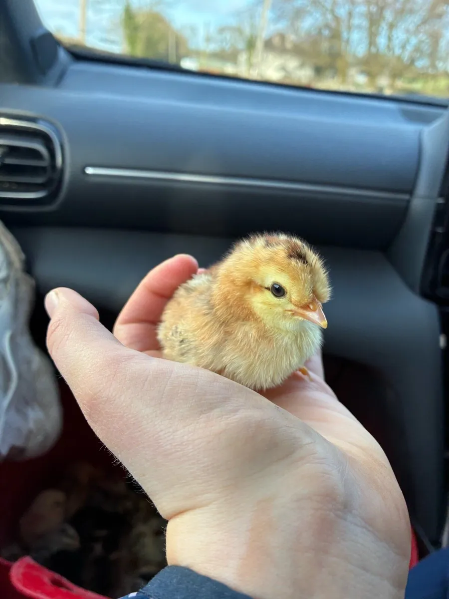 Day old Chicks - Image 3
