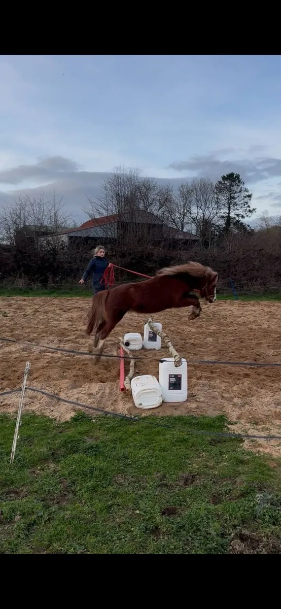 Louie 2 year old Welsh-type pony - Image 3