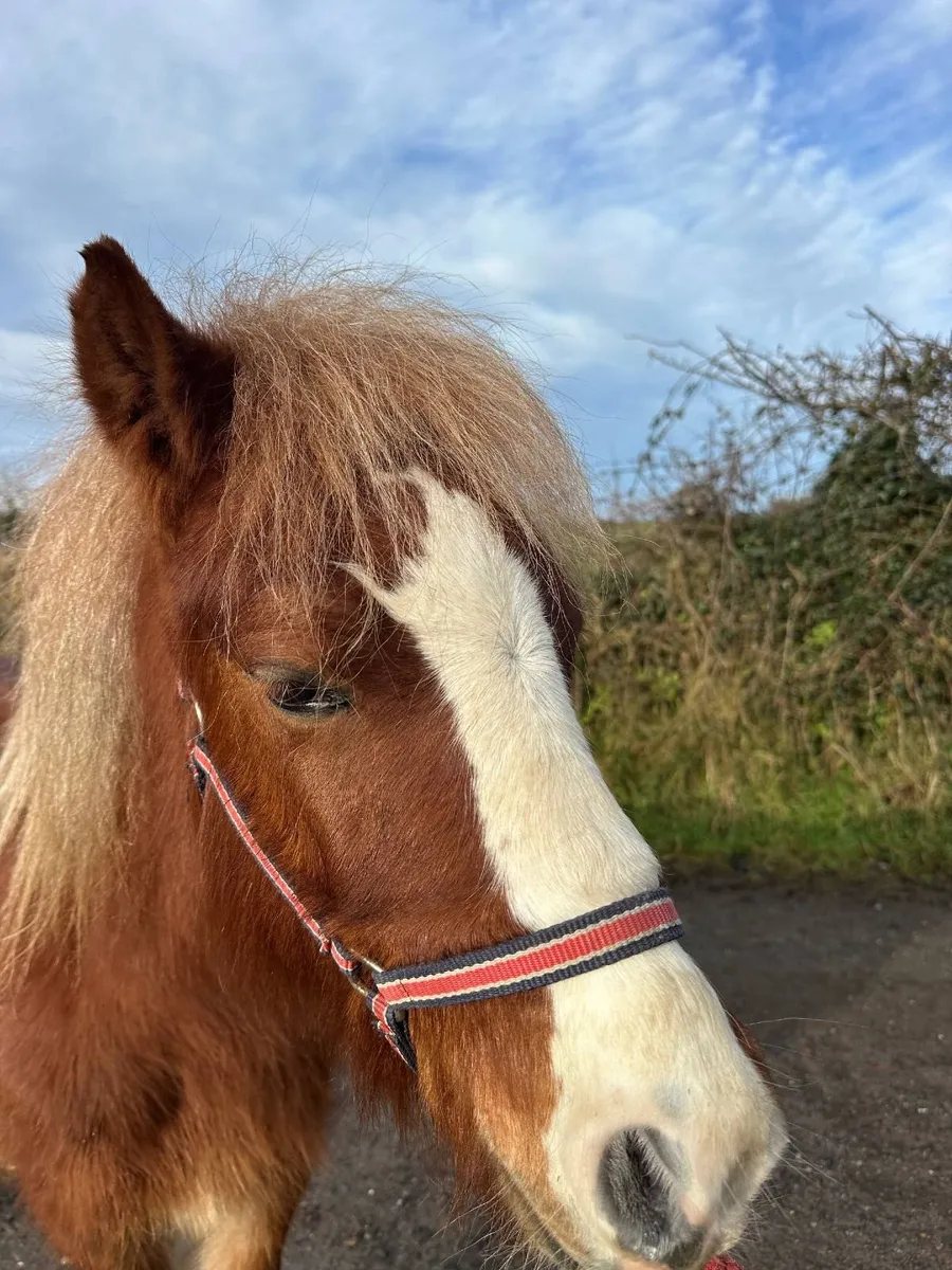 Louie 2 year old Welsh-type pony - Image 4