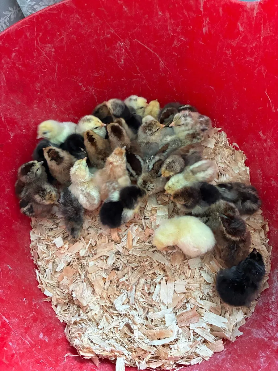 Day old Chicks - Image 4