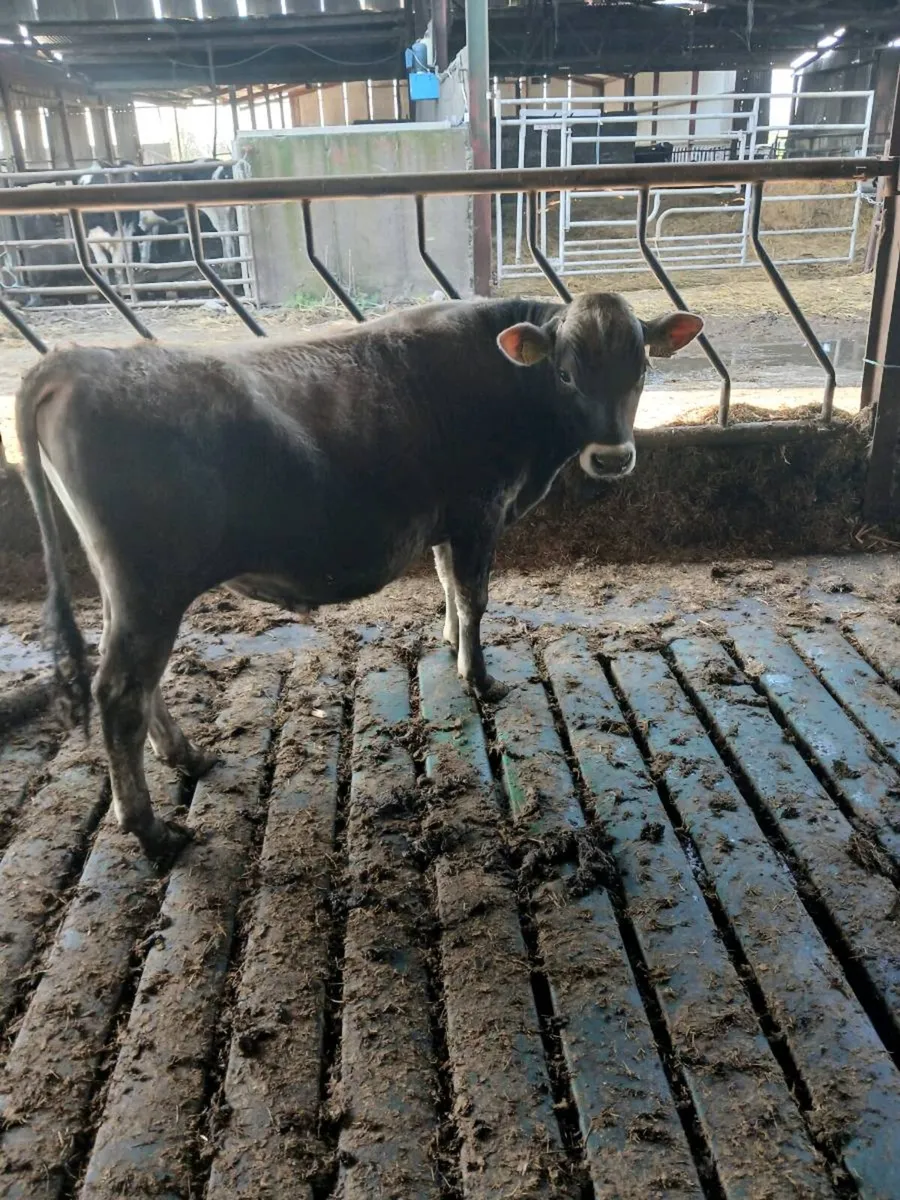 Simmental Bull Jersey Bull - Image 2