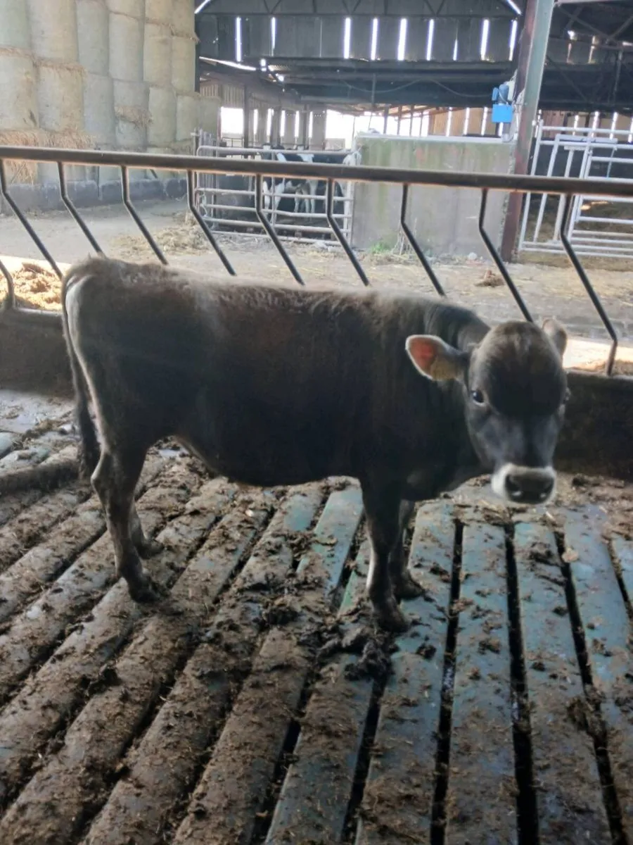 Simmental Bull Jersey Bull - Image 4