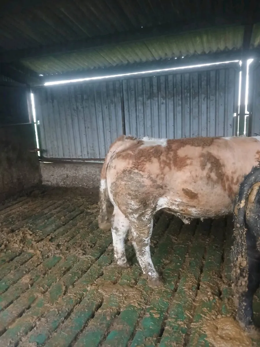 Simmental Bull Jersey Bull - Image 1