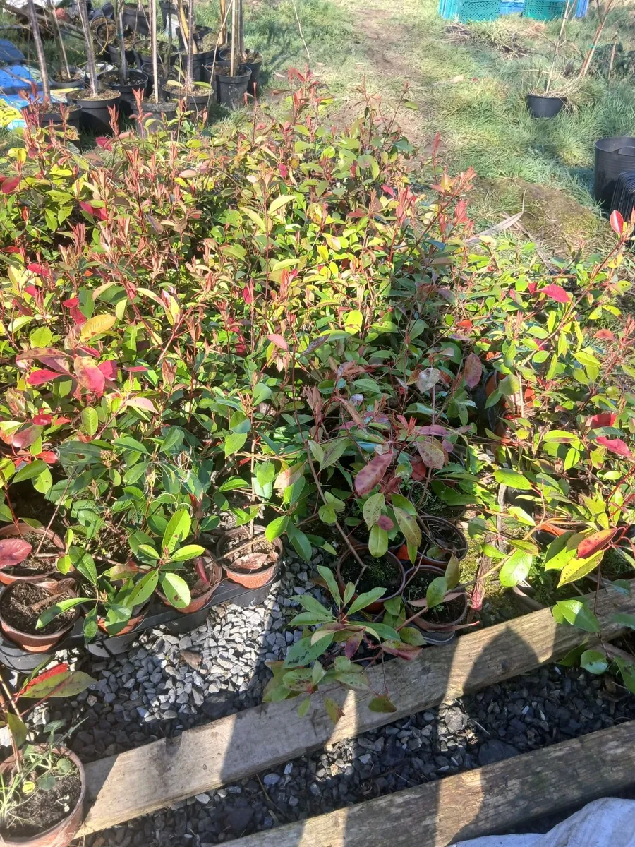 2ft Red Robin €3.50 per potted plant. - Image 2