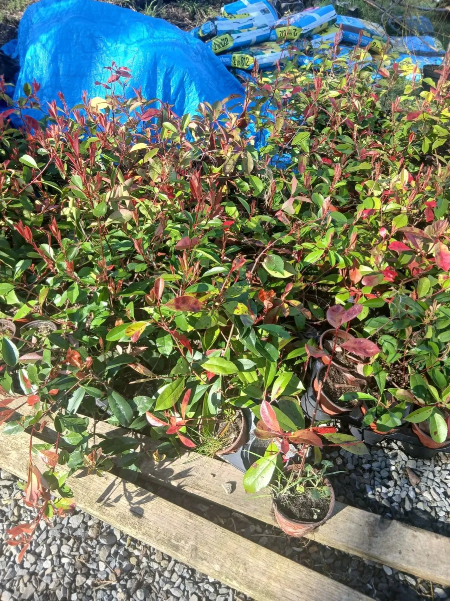 2ft Red Robin €3.50 per potted plant. - Image 3