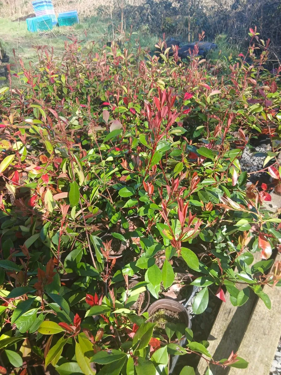 2ft Red Robin €3.50 per potted plant. - Image 1